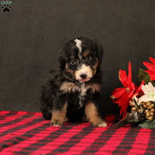 Odessa, Mini Bernedoodle Puppy